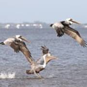 Three Pelicans Art Print