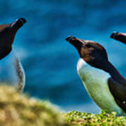 Three Razorbill Birds - Scotland Art Print