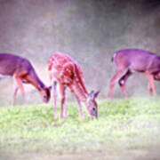 Three Whitetail Grazing Art Print