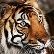 Tiger Headshot Art Print