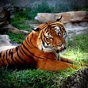 Tiger Photo 143 Art Print