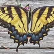 Tiger Swallowtail Butterfly On Deck Art Print