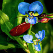 Tiny Blue Flower Art Print