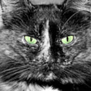 Tortitude With Green Eyes Art Print