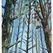 Towering Trees 2 Art Print