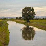 Tree And Rice Fields Art Print