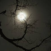 Tree Captures Wolf As Cardinal Looks On  - Wolf Moon With Hackberry Tree - Horizontal Crop Art Print