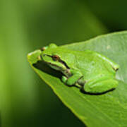 Tree Frog On Wapato Leaf Art Print
