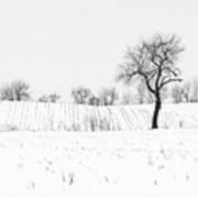 Tree In Snow,  2 Art Print