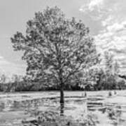 Tree In The Swamp Black And White Art Print