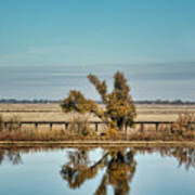 Trees Along The Railroad Art Print