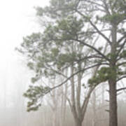 Trees In Fog Along The Banks Of The Neuse River-eastern North Carolina Art Print