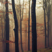 Trees In The Mist Art Print