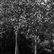 Trees In The Park Mount Stewart Black And White Art Print
