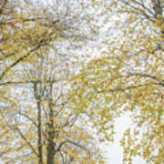 Trent Park Trees Fall 12 Art Print