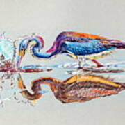 Tri-colored Heron Art Print