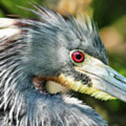 Tricolored Heron Profile Art Print