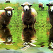 Triple Sheep Edit This 66 Art Print