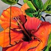 Tropical Hibiscus Art Print