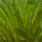 Tropical Sago Palm Art Print