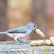 Tufted Titmouse With Peanut In Mouth Art Print