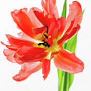 Tulip 9451 Art Print
