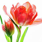 Tulip 9502 Art Print