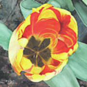 Tulip Heart Art Print