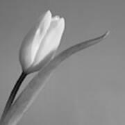 Tulip Ii Black And White Art Print