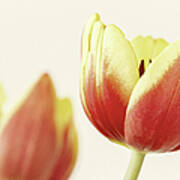 Tulipa Art Print