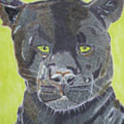 Tunder A Mixed Media Drawing Of A Panther That Is Black Art Print