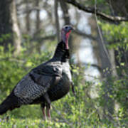 Turkey In The Wild Art Print