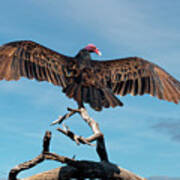 Turkey Vulture Perched In A Dead Tree Art Print