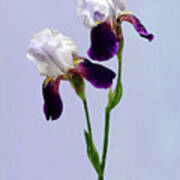 Twin Irises Maroon And White Art Print