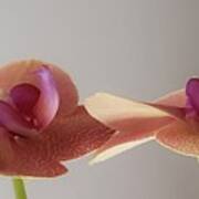 Twin Orchids Art Print