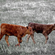 Two Brown Cows Art Print