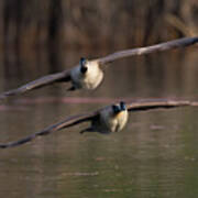 Two Canada Geese In Flight Art Print