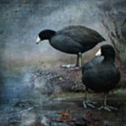 Two Coots Art Print