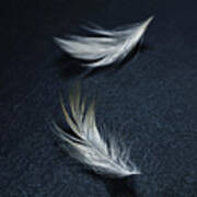 Two Feathers On The Pavement By Joy Sussman Art Print