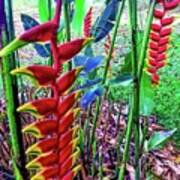 Two Lobster Claw Heliconia Aloha Art Print