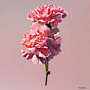 Two Pink Carnations Art Print