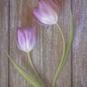 Two Pink Tulips Art Print