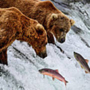 Two Salmons For Two Bears - Brooks Falls, Katmai National Park Art Print