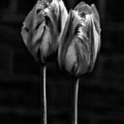 Togetherness - Duo Tulips, Strong Contrast Effective Black And White Flowers Art Print