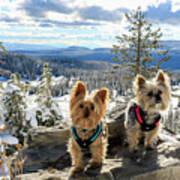 Two Yorkies With A Snowy View Art Print