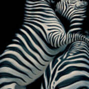 Two Zebras Fighting Art Print