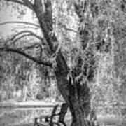 Under The Weeping Willow  Black And White Art Print
