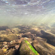 Underwater Scene - Upper Delaware River Algae Art Print