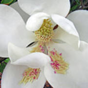 Unfolding Beauty Of Magnolia Art Print