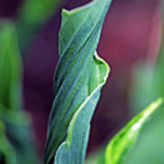 Unfurling Hosta Leaf Art Print